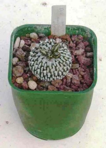 Pelecyphora_pseudopectinifera